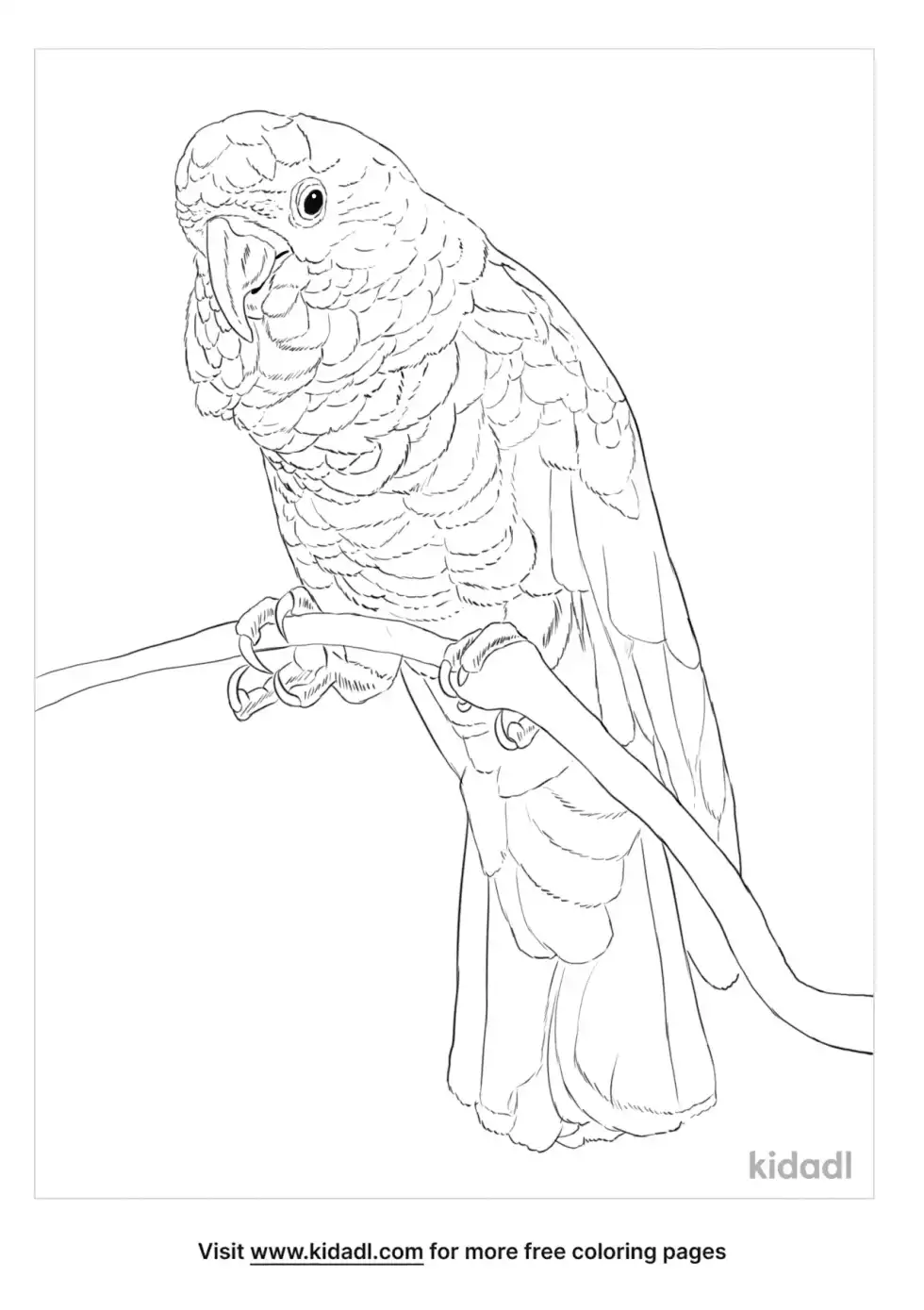 Triton Cockatoo Coloring Page
