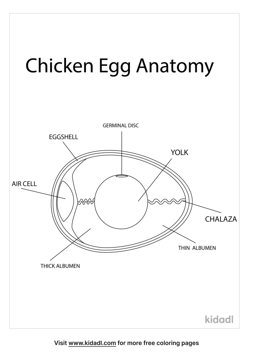 Chicken Egg Anatomy Coloring Page