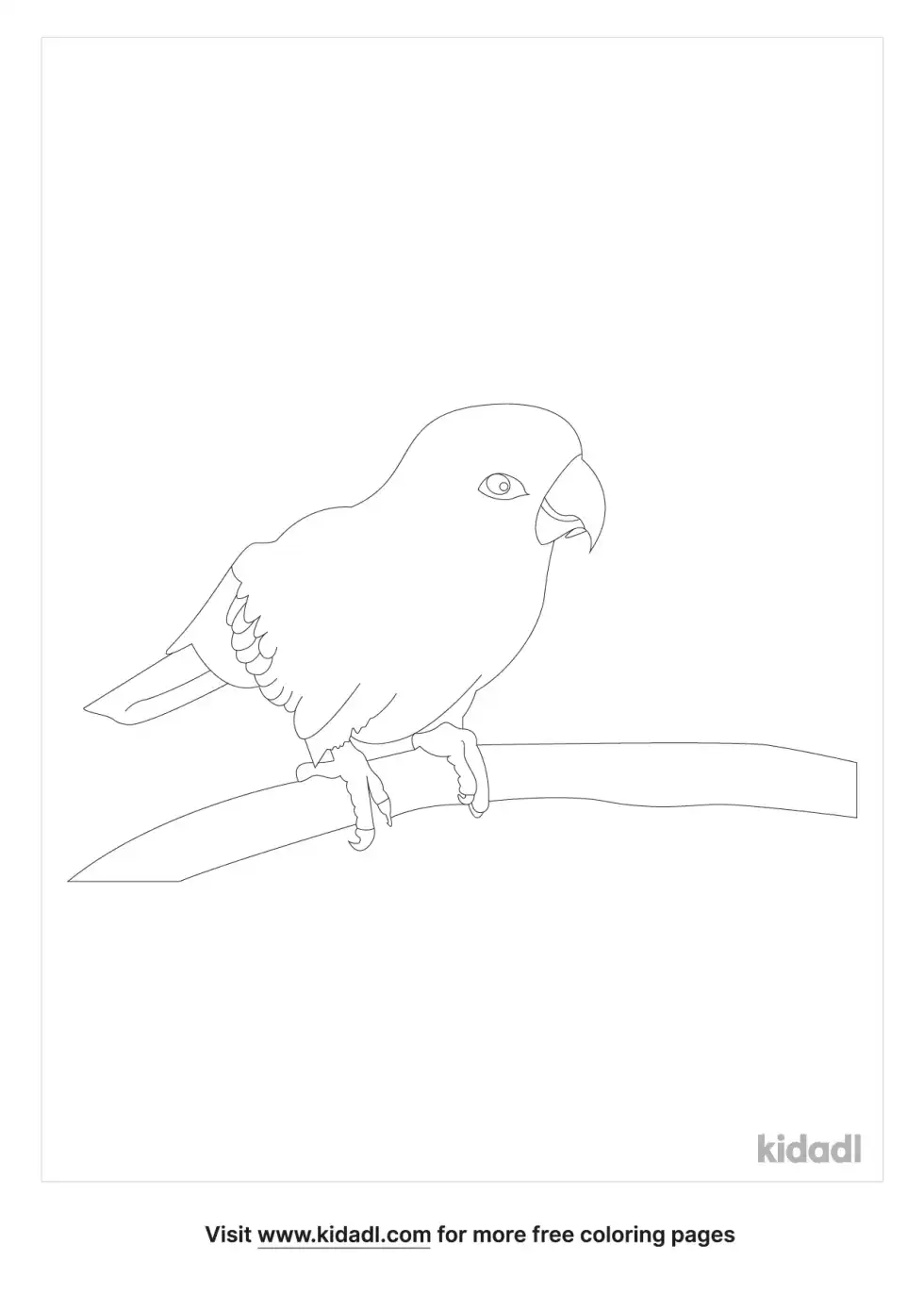 Golden Conure Coloring Page