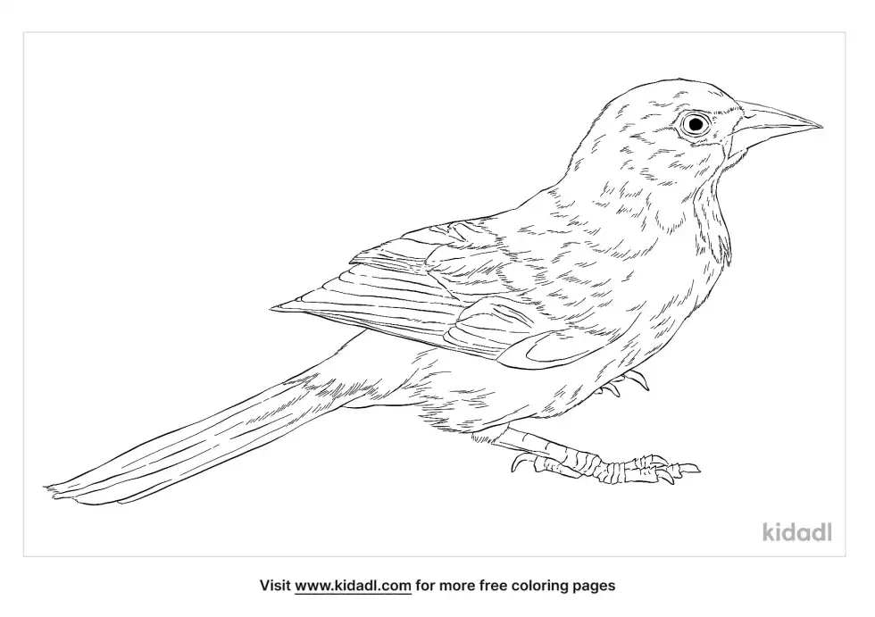 Yellow Oriole Coloring Page