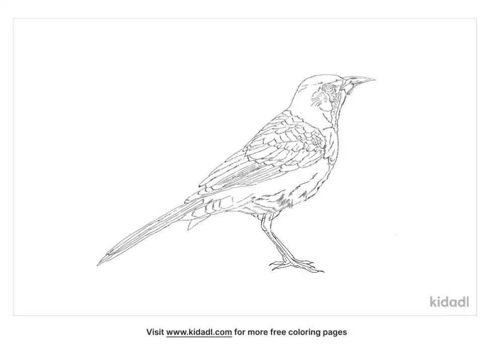 Rufous-Backed Robin Coloring Page