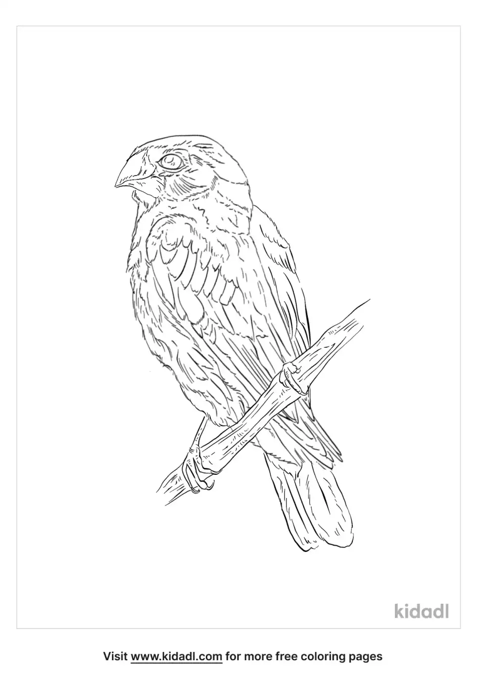 Chestnut-Breasted Mannikin Coloring Page