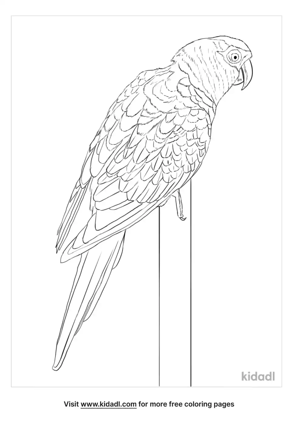 Gold-Capped Conure Coloring Page