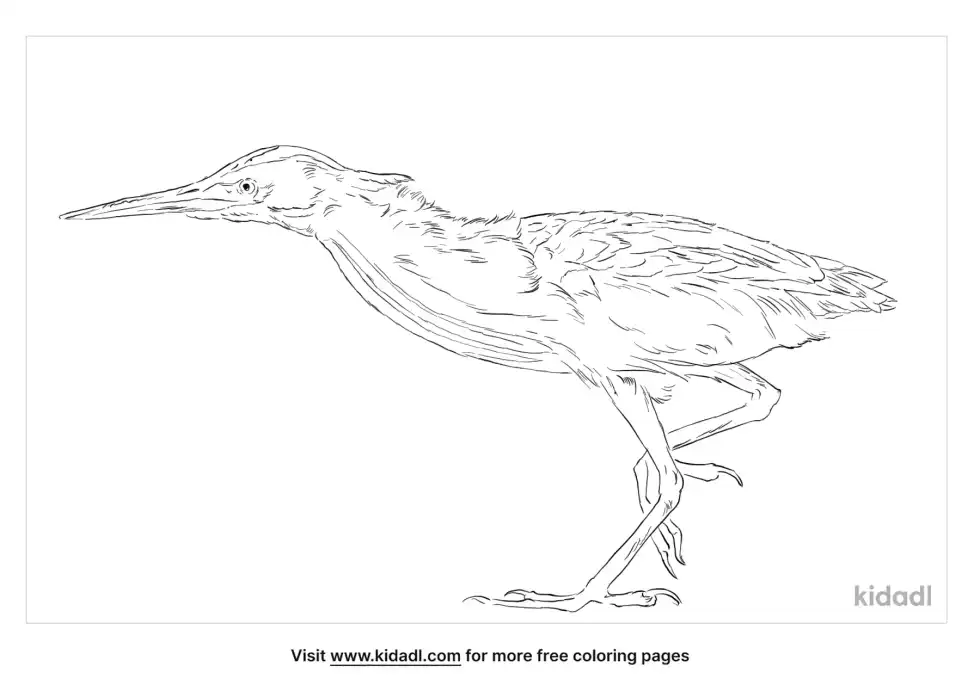 Yellow Bittern Coloring Page