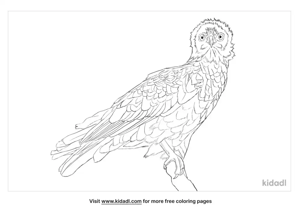 Brown Snake Eagle Coloring Page