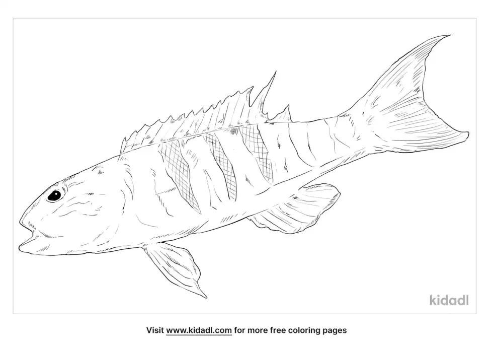 Sandperch Coloring Page