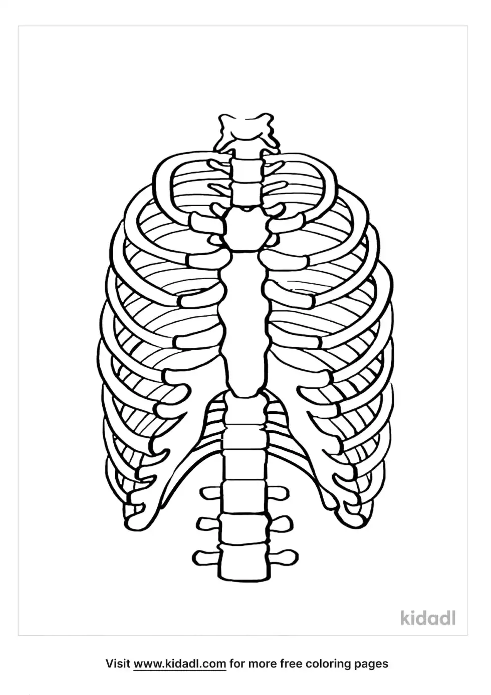 Rib Cage Coloring Page