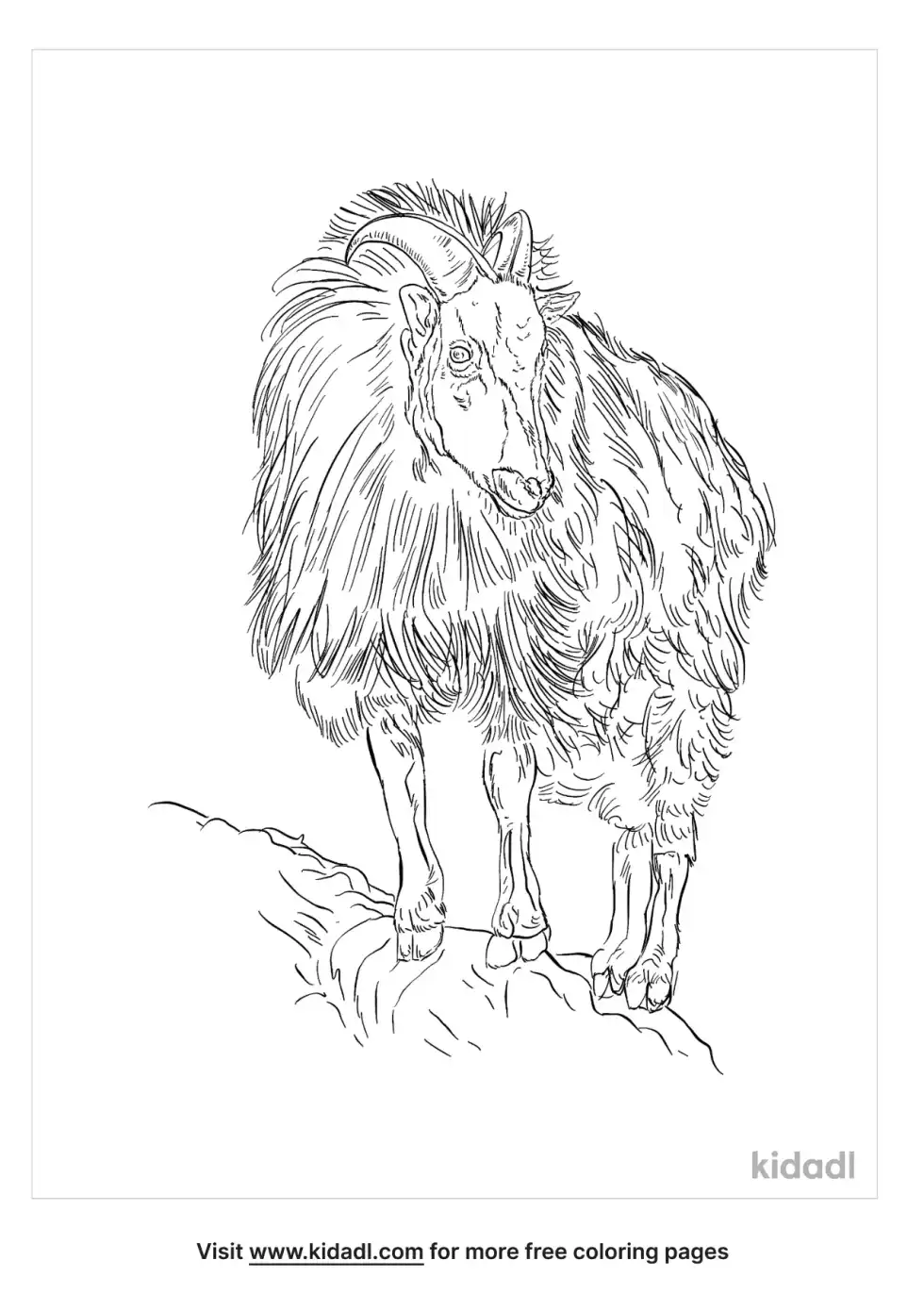 Tahr Coloring Page