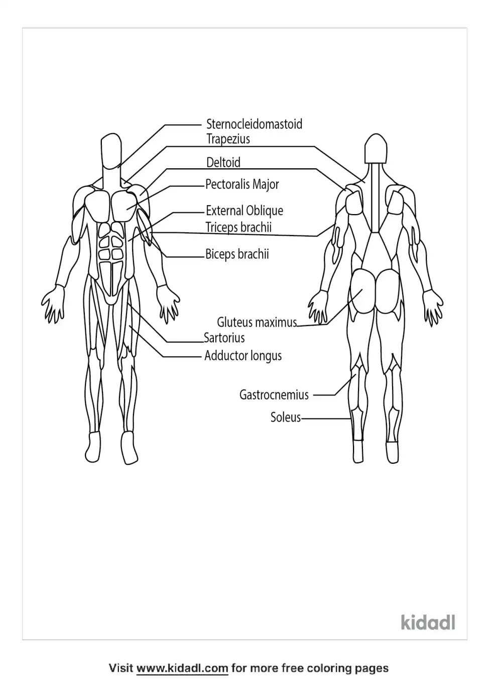 Muscular System Coloring Page