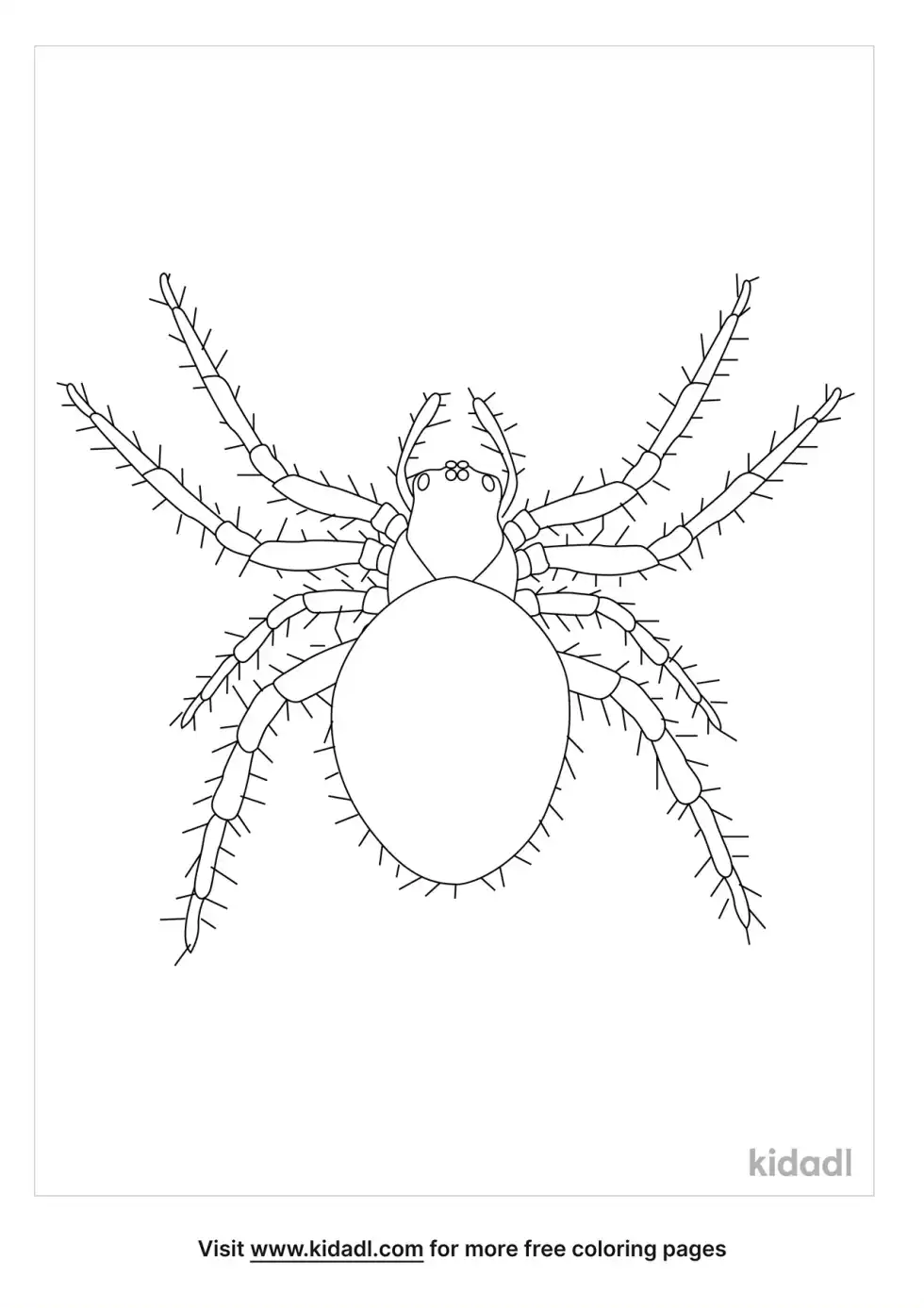 Hairy Spider Coloring Page