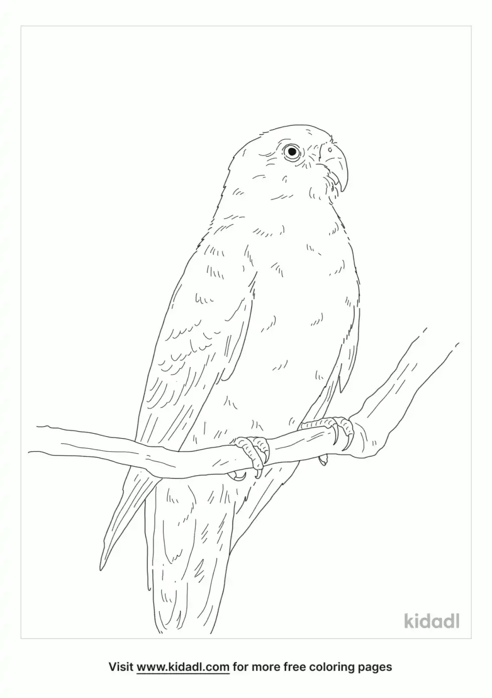 Red-Rumped Parrot Coloring Page