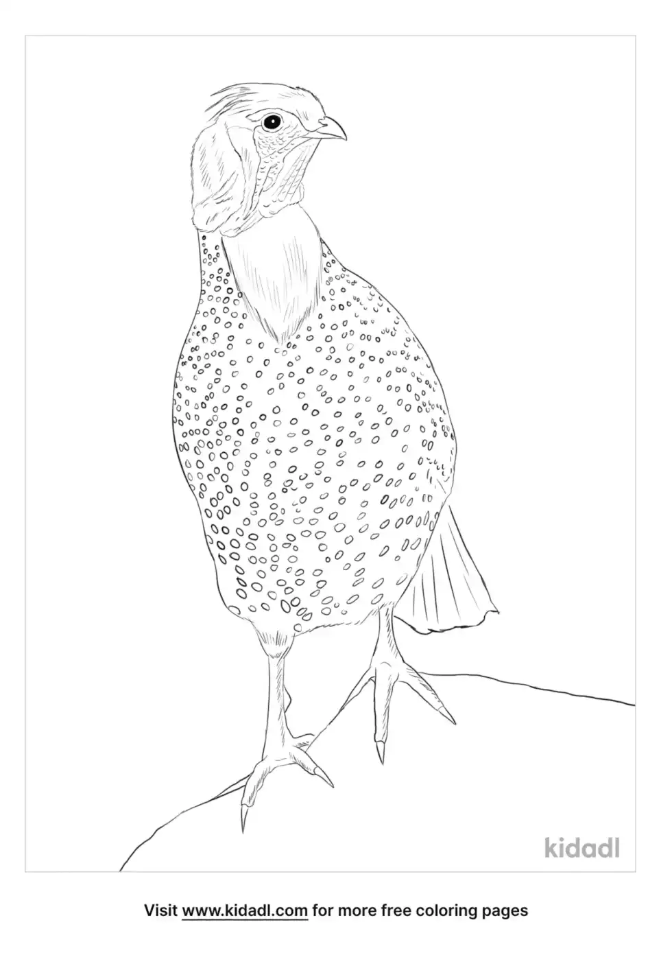 Tragopan Coloring Page