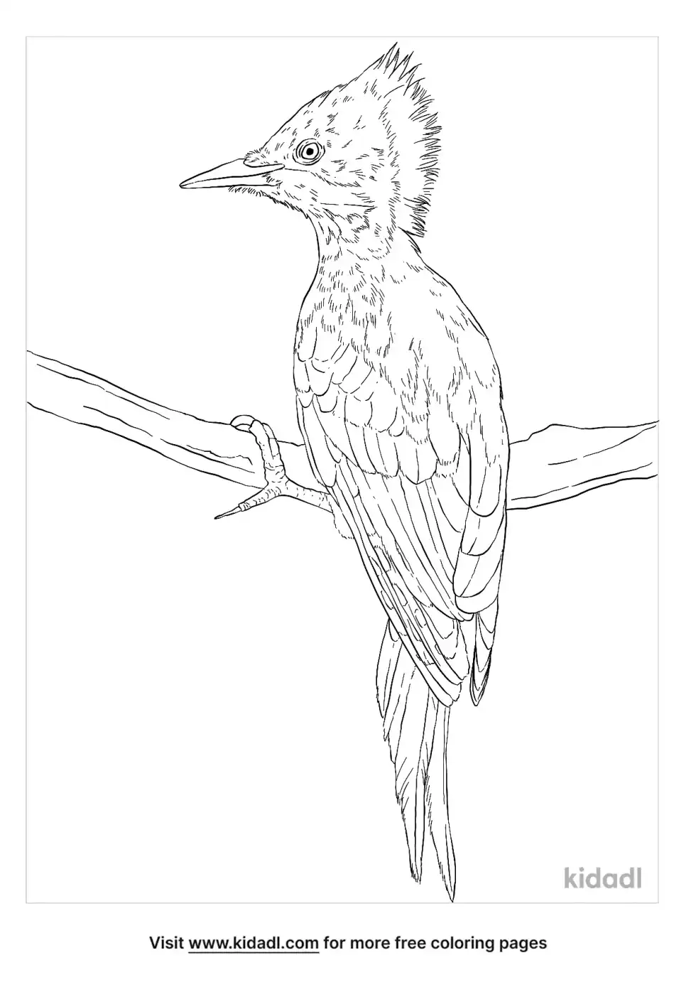 Yellownape Coloring Page