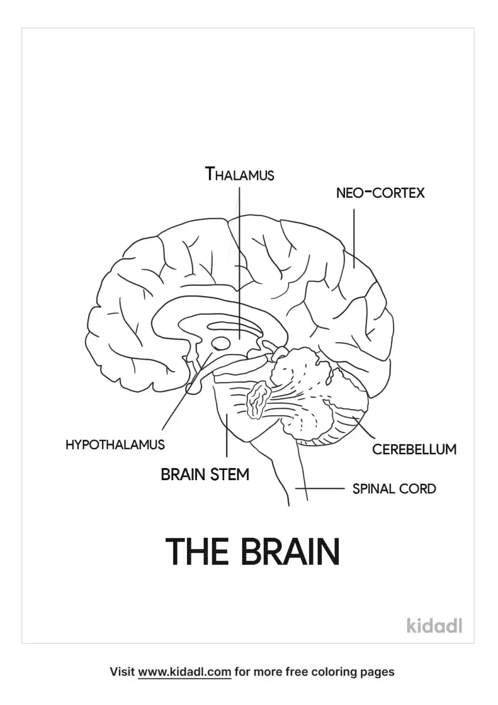 Introduction To Brain Structure Coloring Page