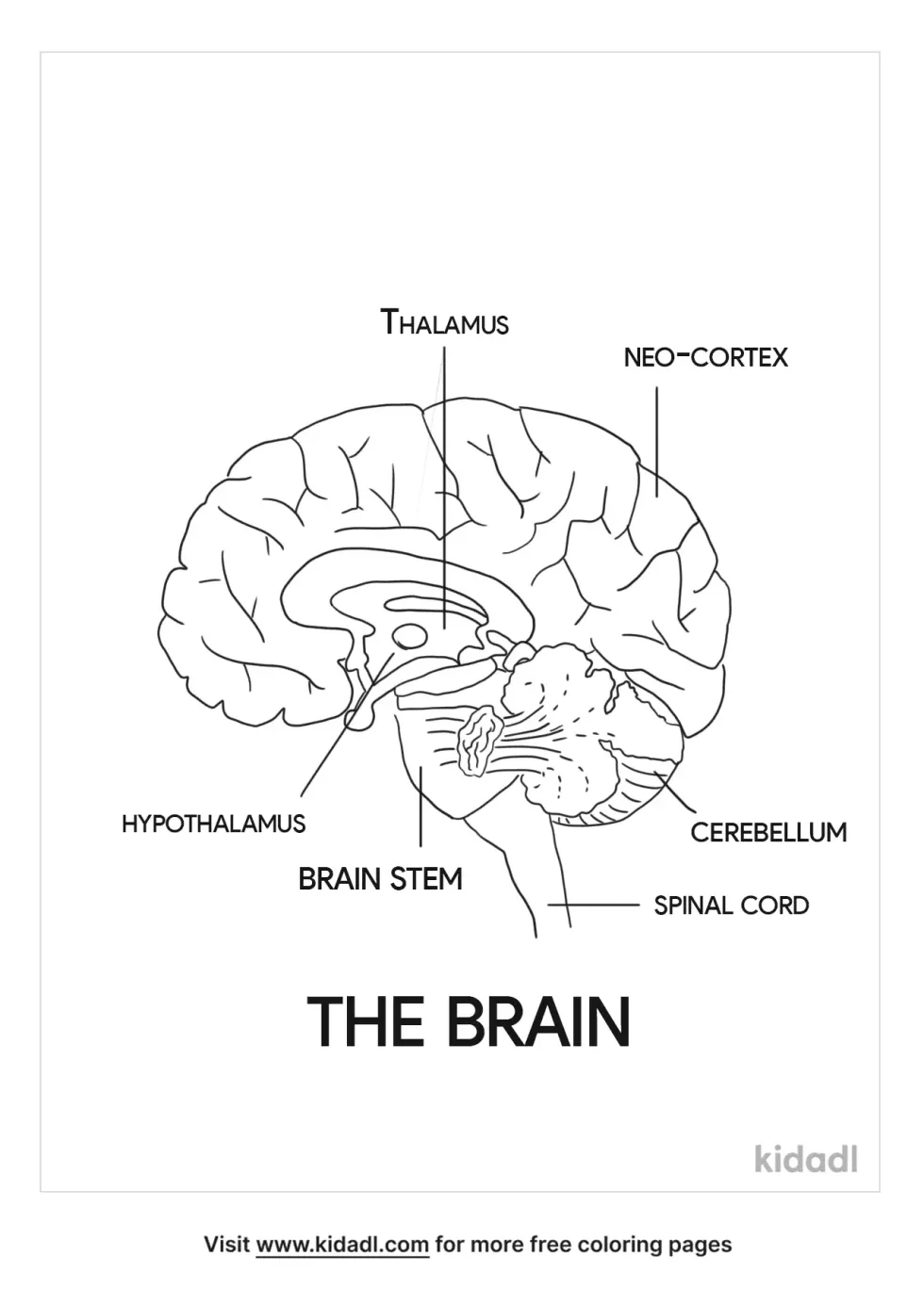 Introduction To Brain Structure
