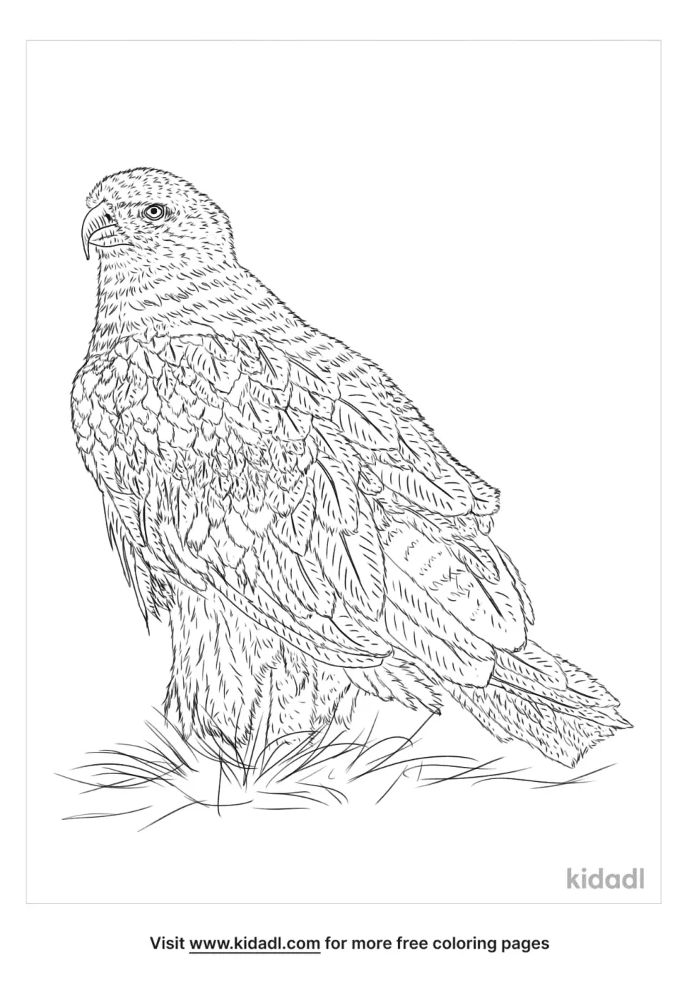 Eastern Imperial Eagle Coloring Page