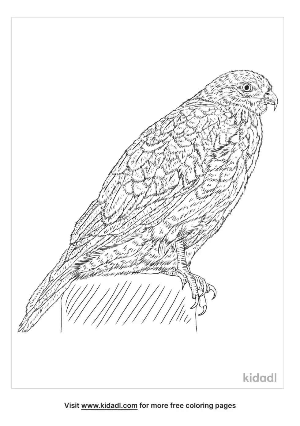 Eastern Buzzard Coloring Page