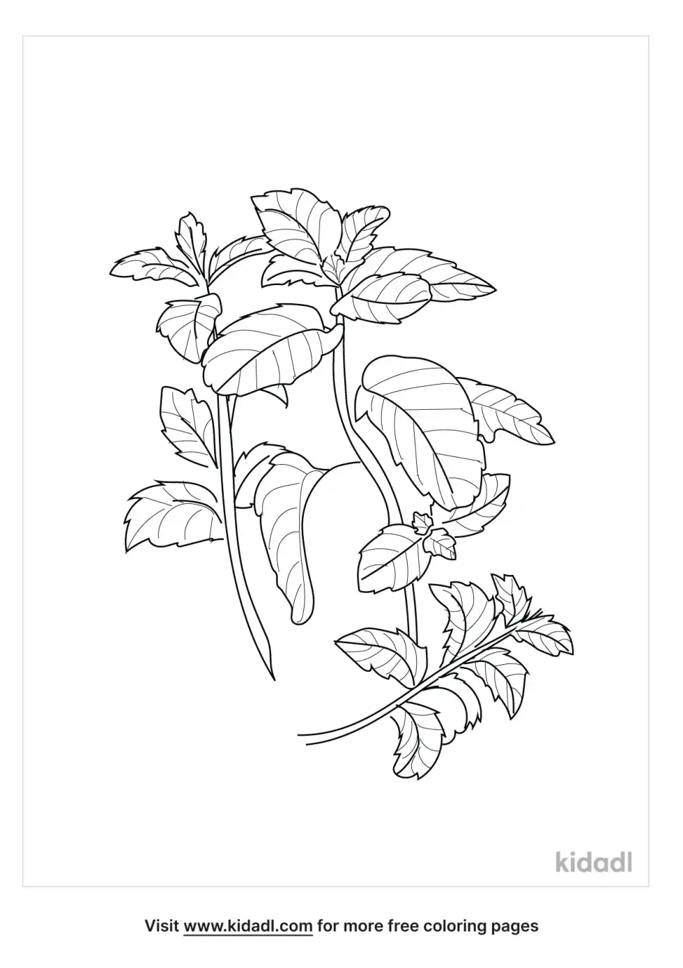 Mint Plant Coloring Page