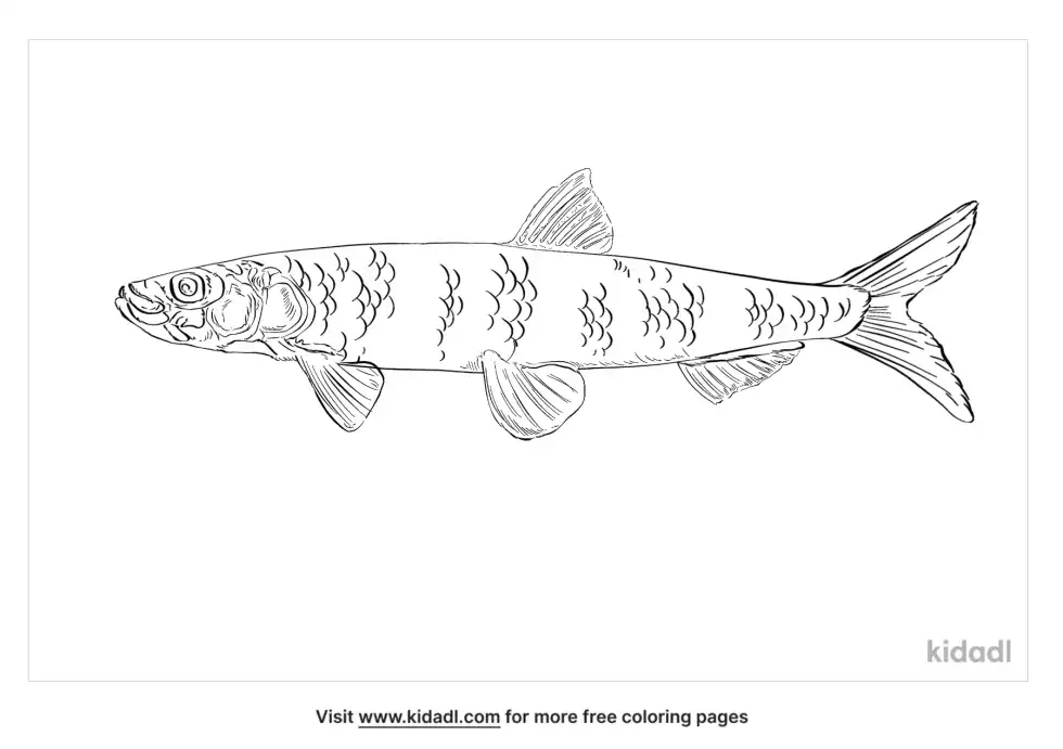 Rainbow Smelt Coloring Page