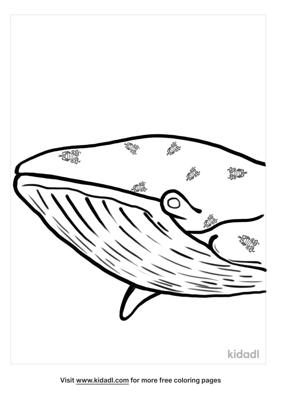 Whale Louse Coloring Page