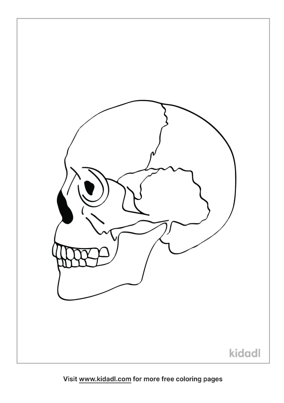 Bones Of The Skull Structure
