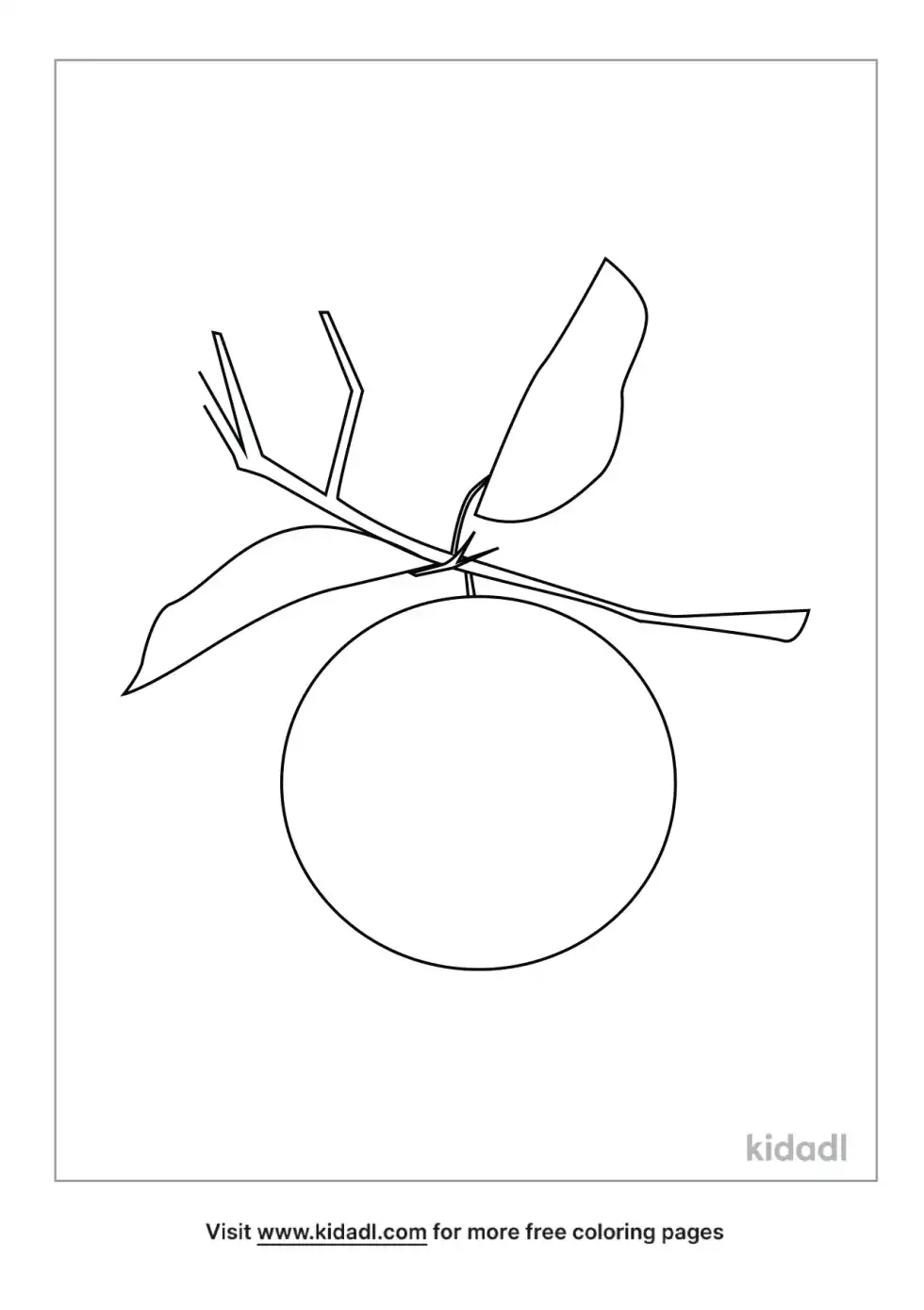 Florida Orange Groves Coloring Page