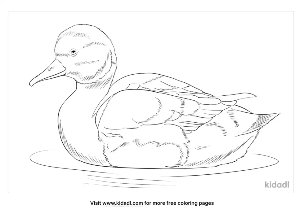 Pink-Headed Duck Coloring Page