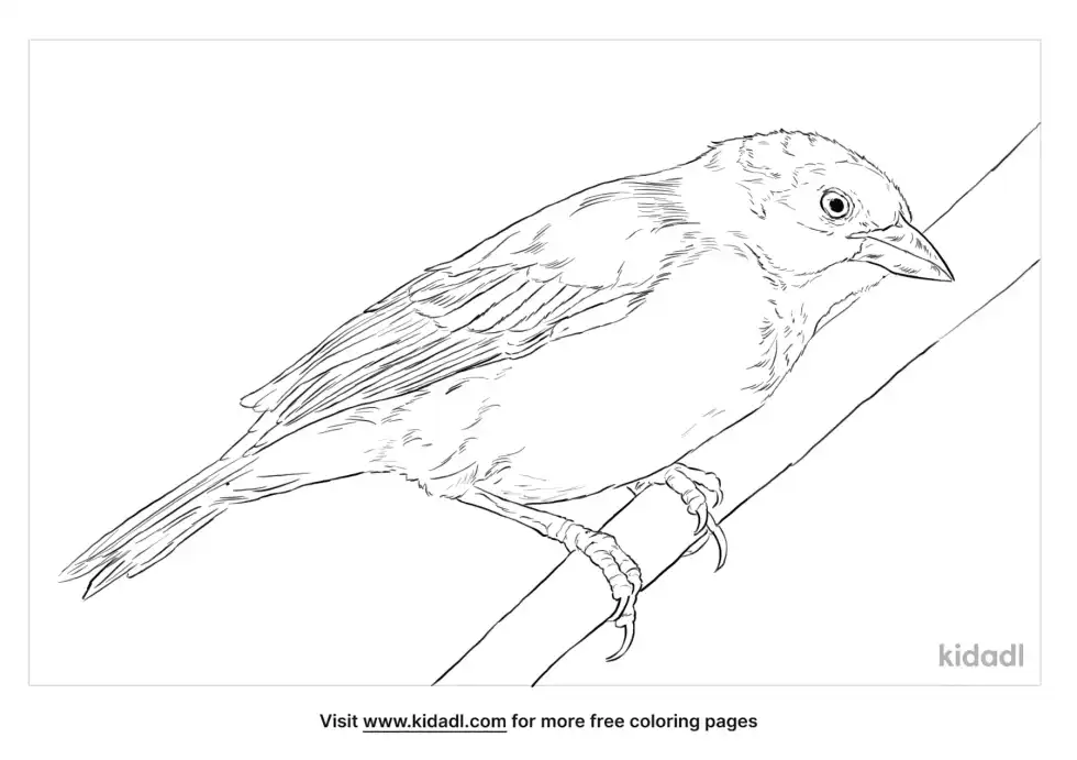 Taveta Golden Weaver Coloring Page