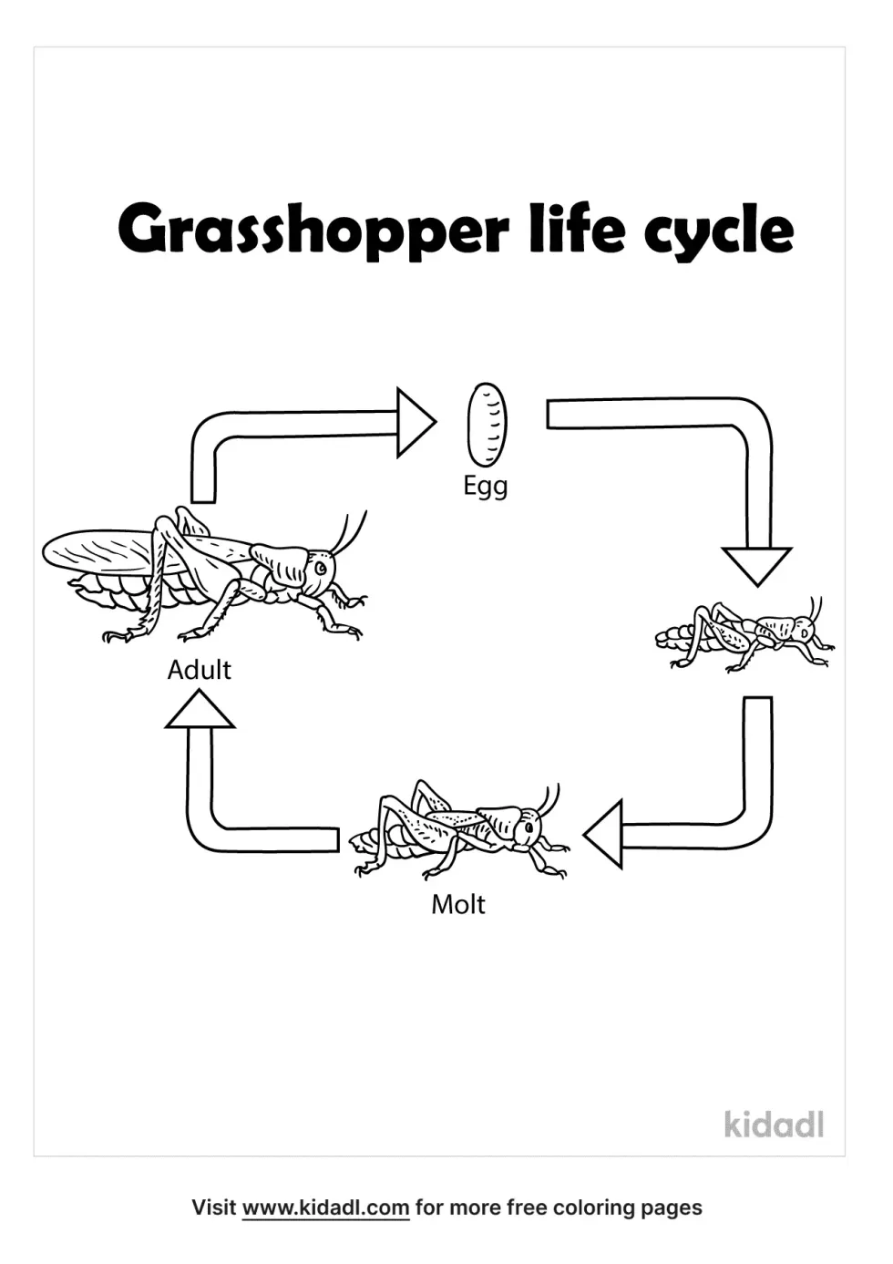 Grasshopper Lifecycle