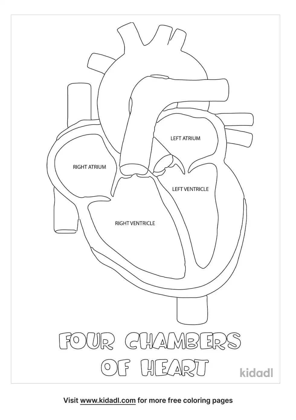 Four Chambers Of Heart Coloring Page