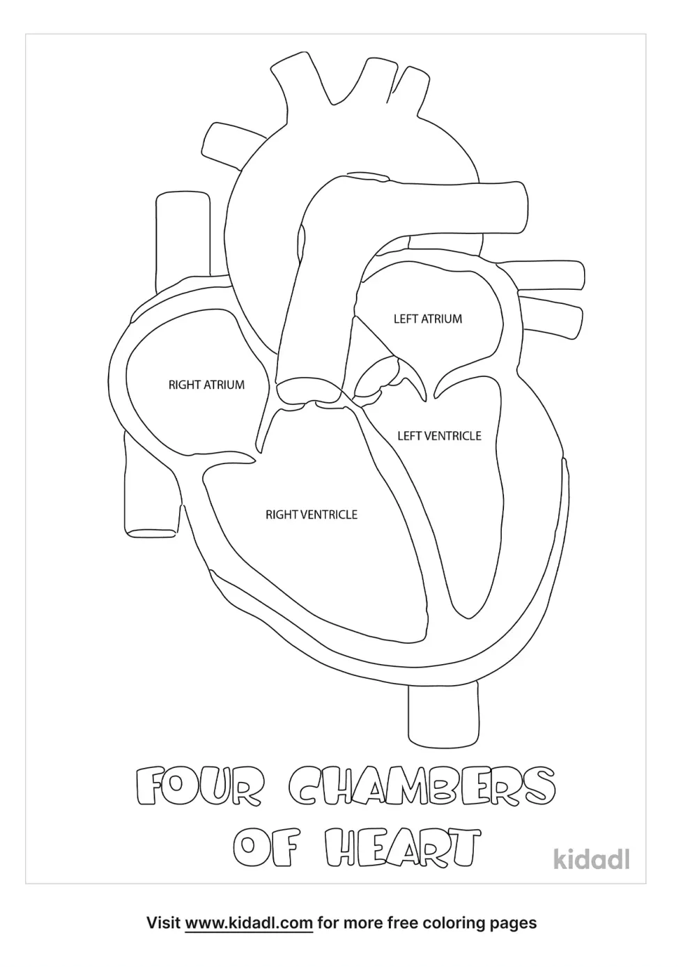 Four Chambers Of Heart