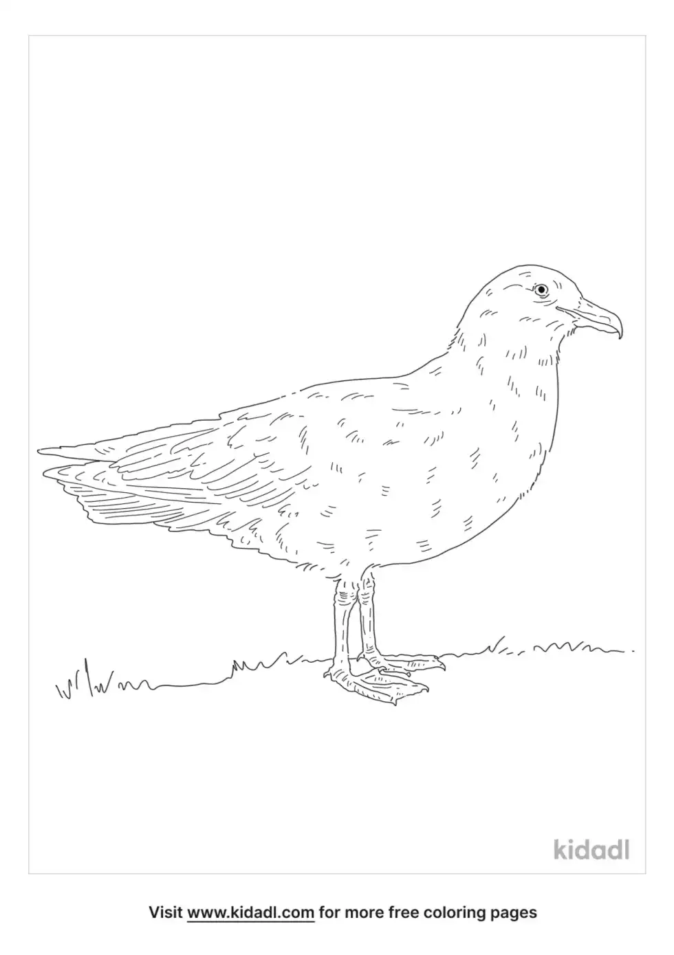 Great Skua Coloring Page