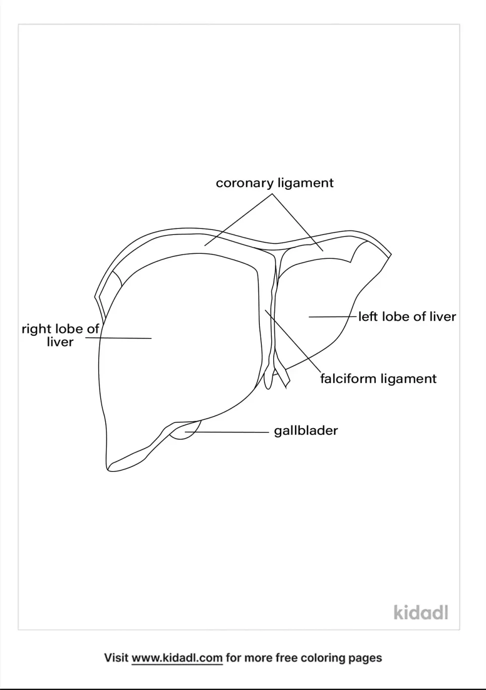Liver Ligaments Anterior Coloring Page