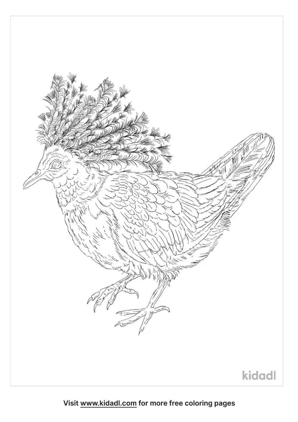 Western Crowned Pigeon Coloring Page