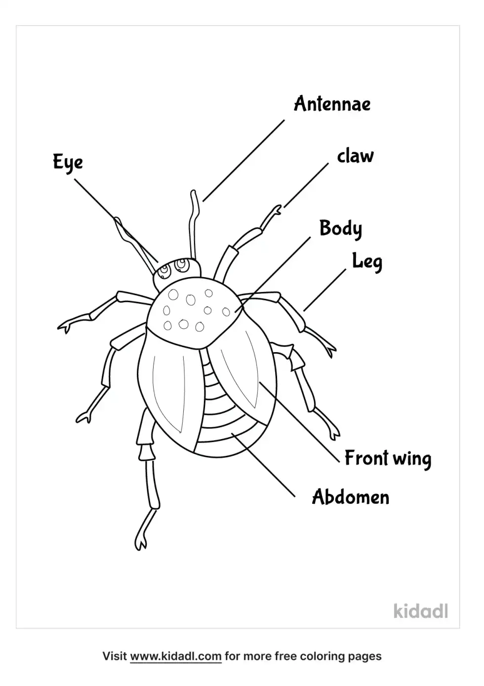 Parts Of A Beetle Coloring Page