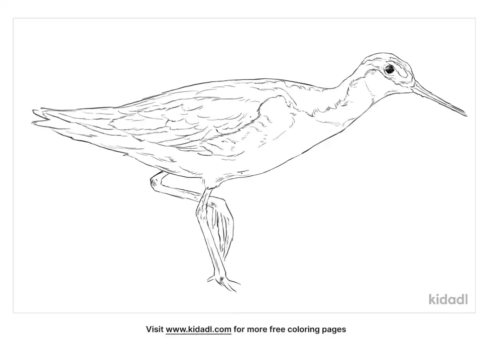 Wilson’s Phalarope Coloring Page