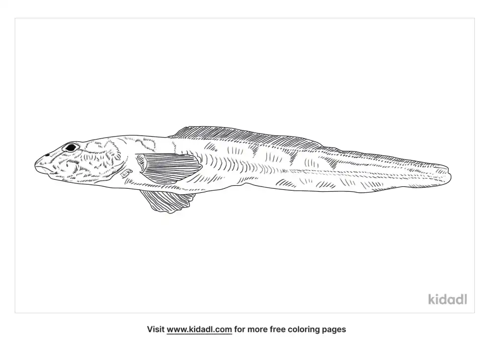 Eelpout Coloring Page