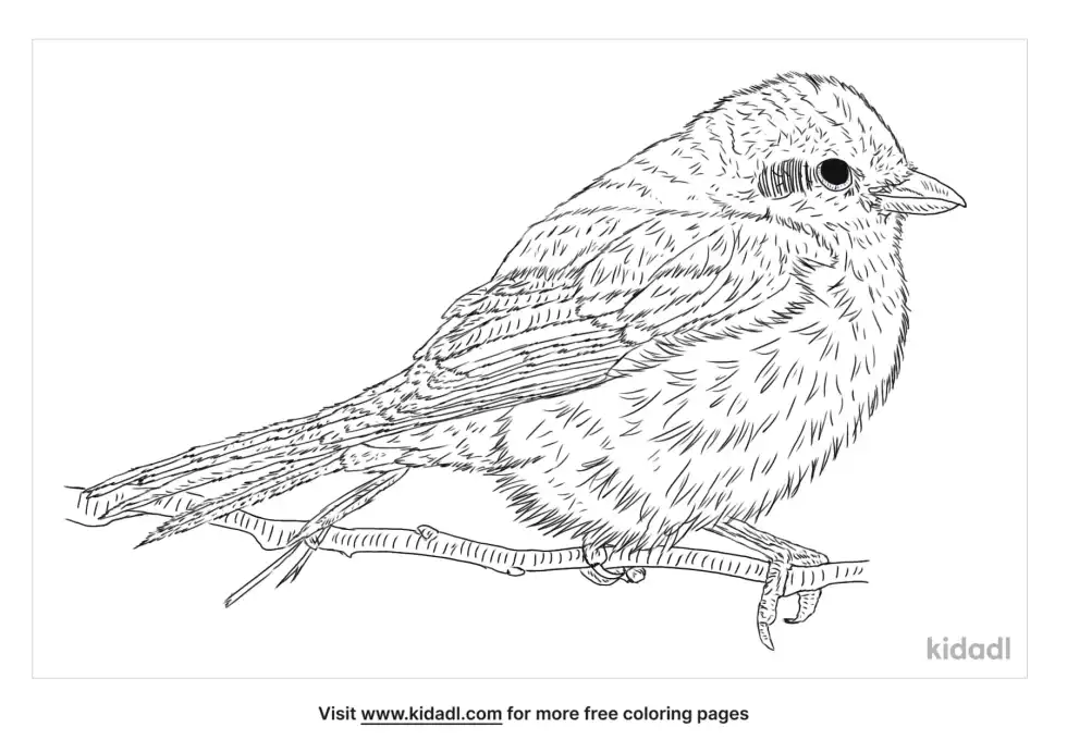 Isabelline Shrike Coloring Page