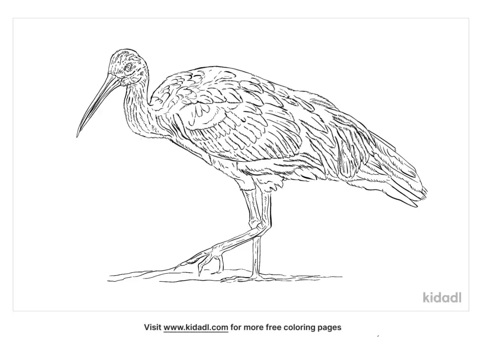 Giant Ibis Coloring Page