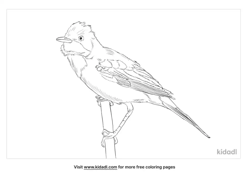 Common Whitethroat Coloring Page