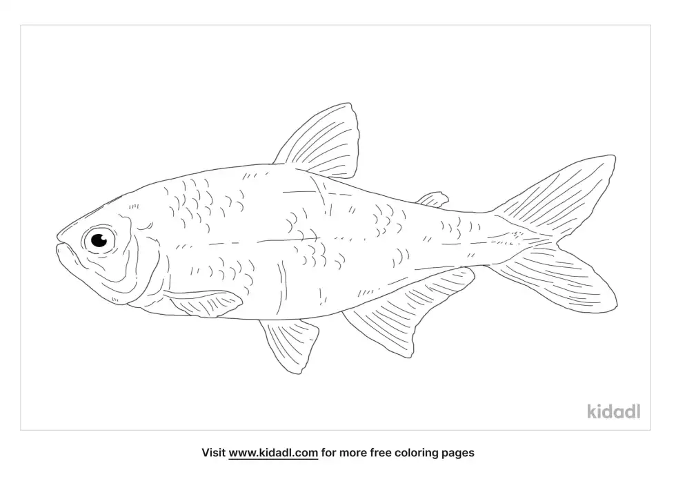 Mexican Tetra Coloring Page