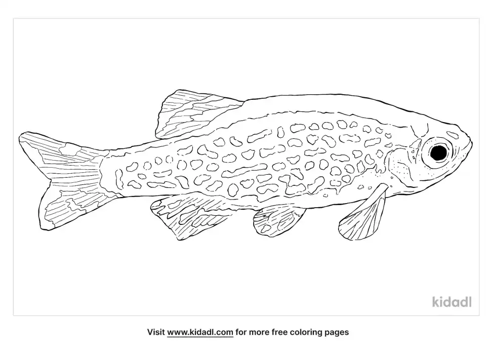 Pearl Danio Coloring Page