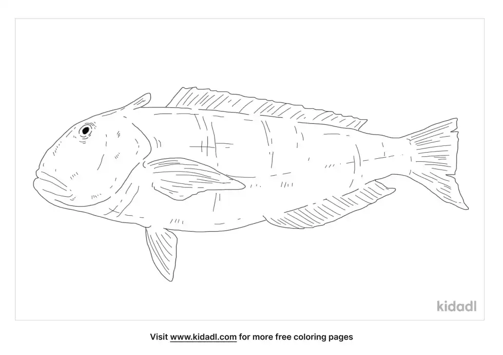 Tilefish Coloring Page