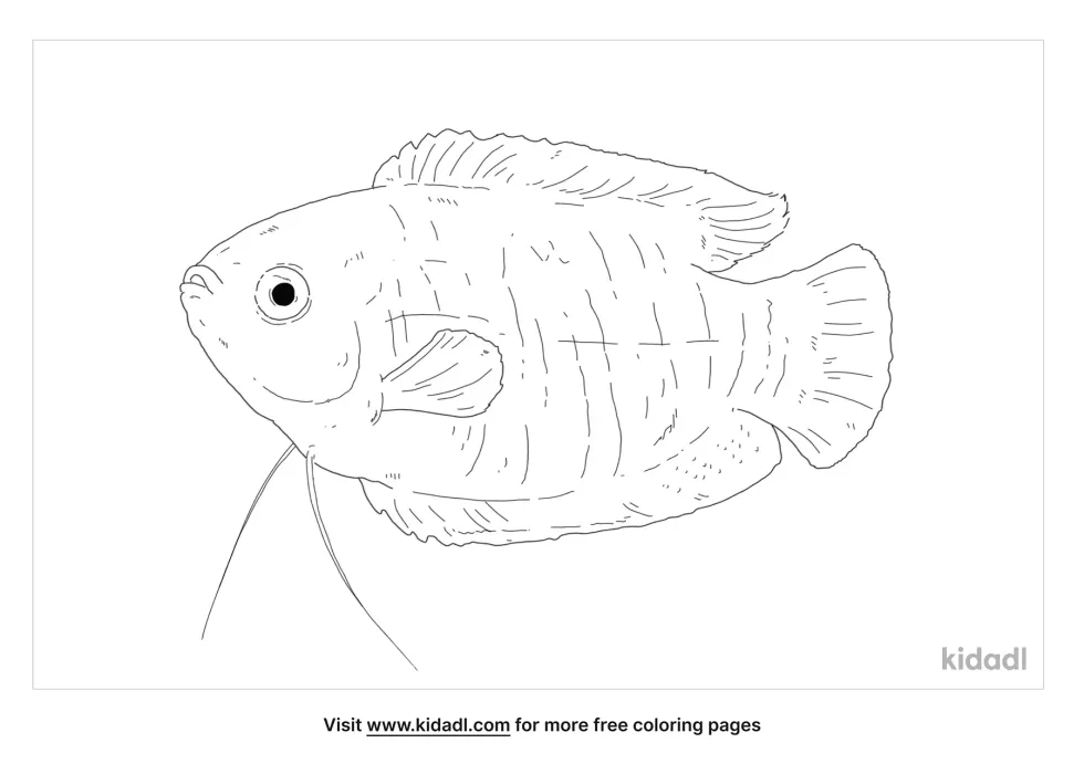 Pearl Gourami Coloring Page