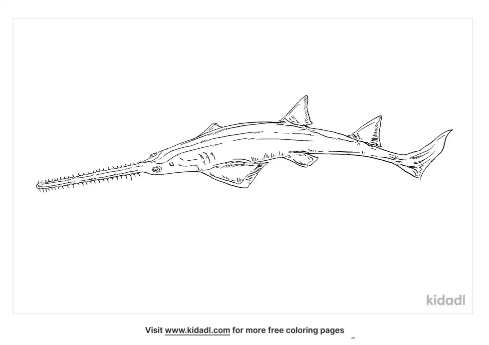 Smalltooth Sawfish Coloring Page