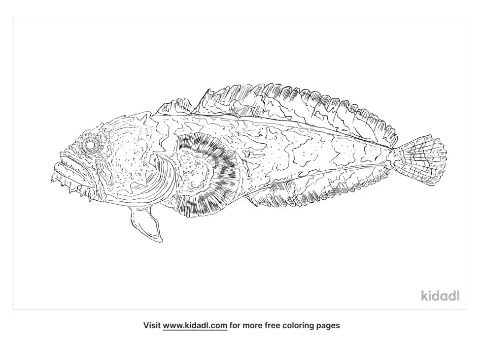 Gulf Toadfish Coloring Page