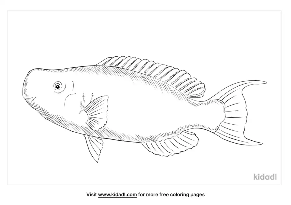 Blue Parrotfish Coloring Page
