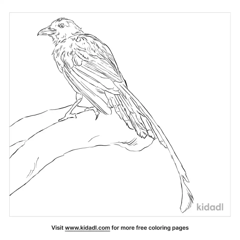 Taiwan Blue Magpie Coloring Page