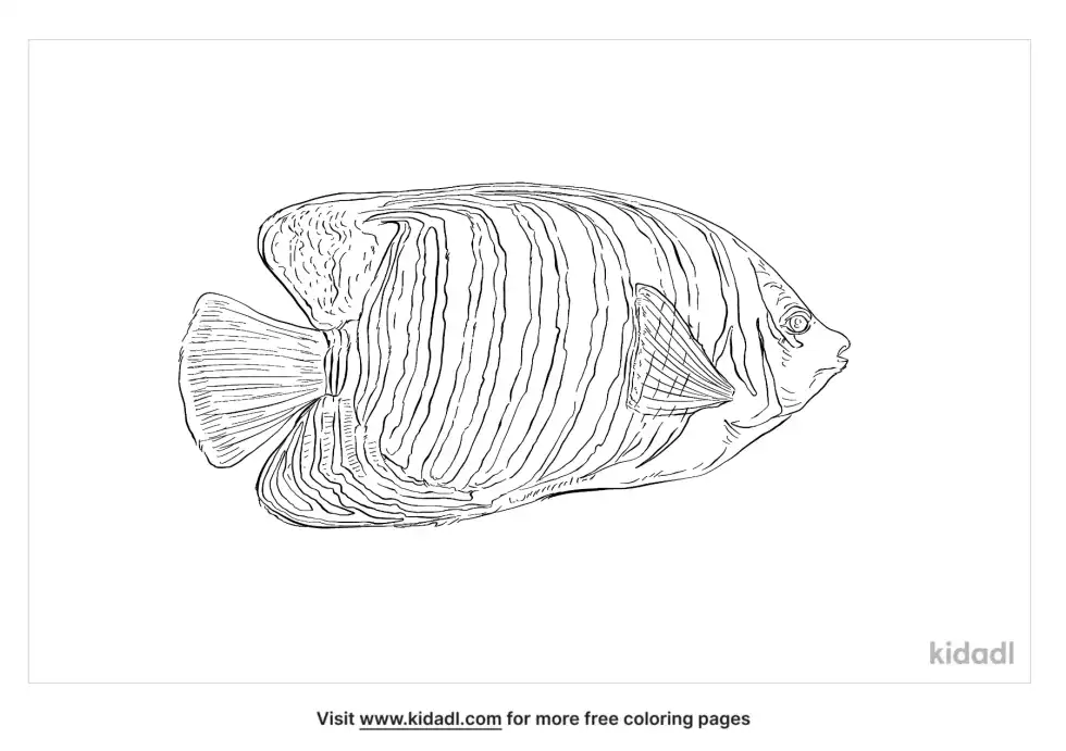 Regal Angelfish Coloring Page