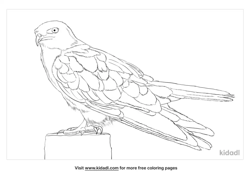 White-Tailed Kite Coloring Page